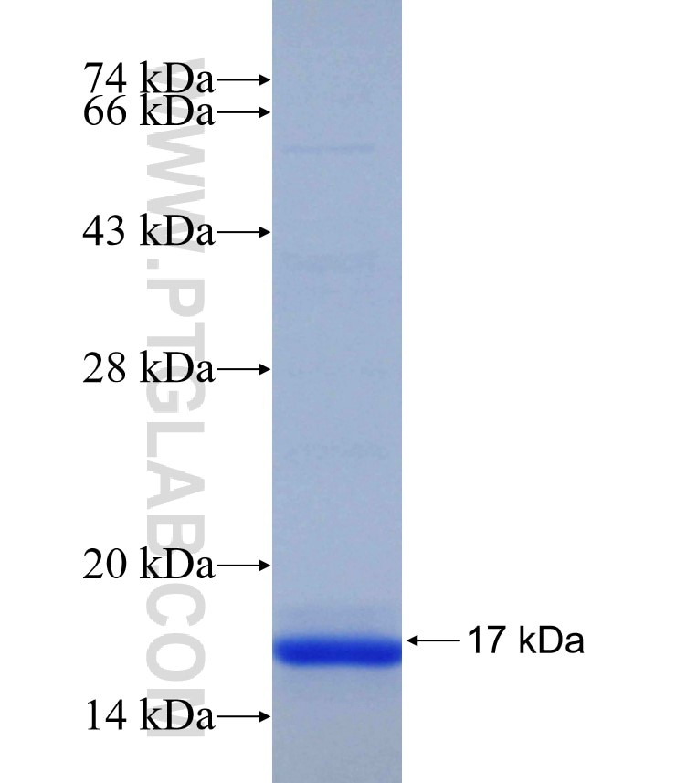 TREM2 fusion protein Ag30825 SDS-PAGE