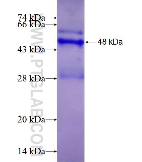 TREM2 fusion protein Ag4299 SDS-PAGE