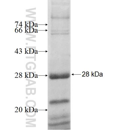 TREM2 fusion protein Ag6843 SDS-PAGE