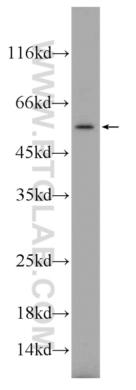 WB analysis of HL-60 using 18056-1-AP