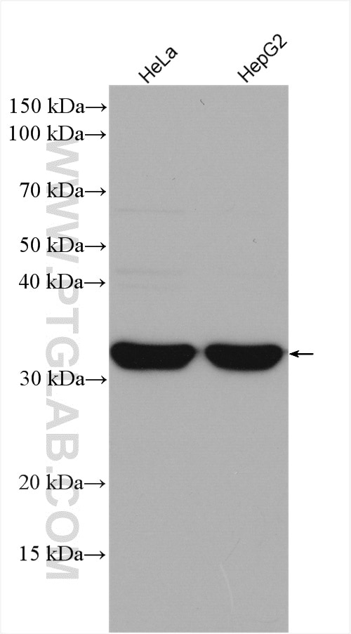 Western Blot (WB) analysis of various lysates using TREX1 Polyclonal antibody (24876-1-AP)