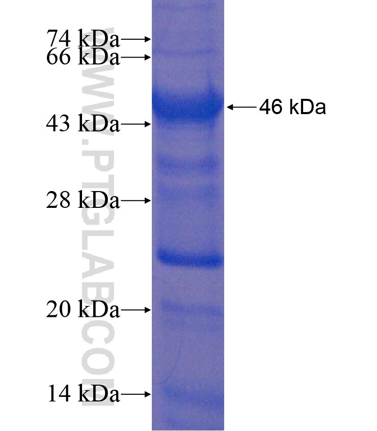 TREX1 fusion protein Ag18325 SDS-PAGE