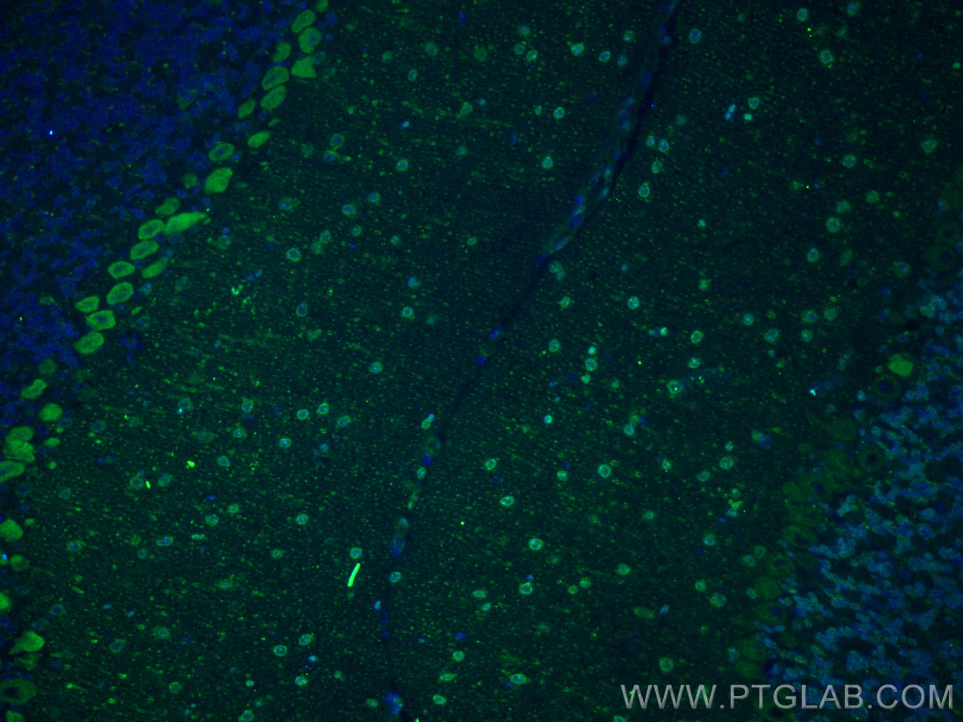 Immunofluorescence (IF) / fluorescent staining of mouse cerebellum tissue using TRH Polyclonal antibody (25332-1-AP)