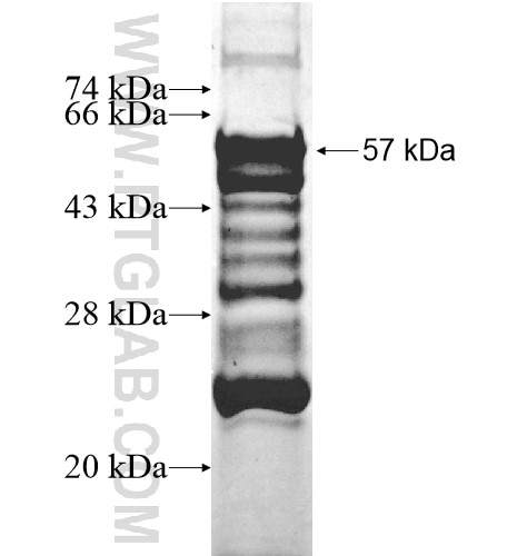 TRH fusion protein Ag12623 SDS-PAGE