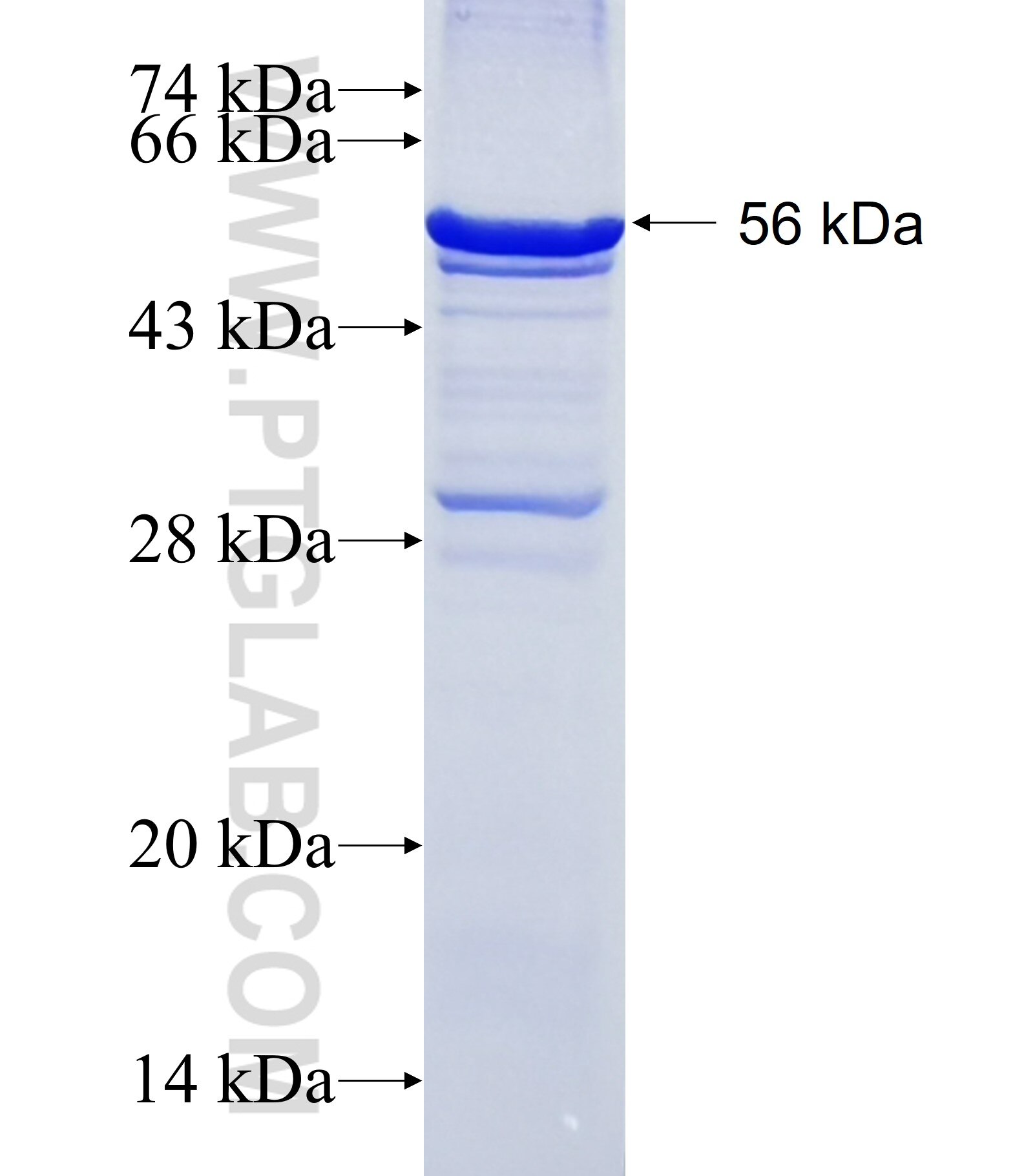 TRH fusion protein Ag12623 SDS-PAGE