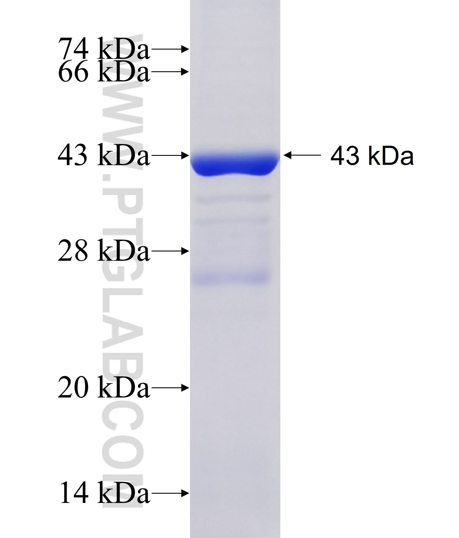 TRHDE fusion protein Ag15681 SDS-PAGE