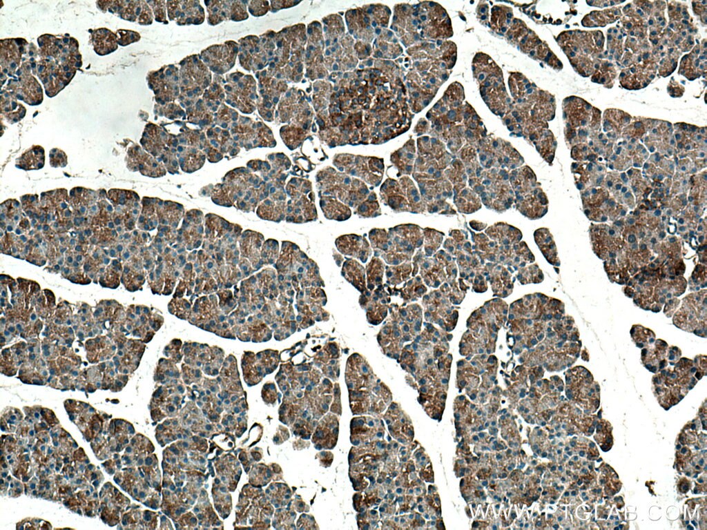 Immunohistochemistry (IHC) staining of mouse pancreas tissue using TRIAP1 Polyclonal antibody (15351-1-AP)