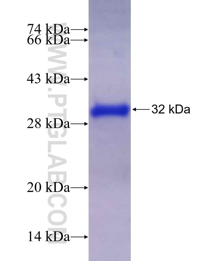 TRIAP1 fusion protein Ag7597 SDS-PAGE