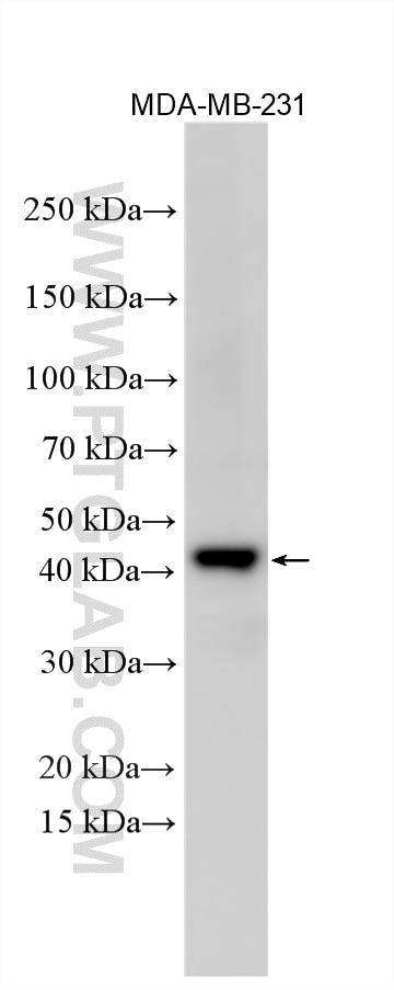 Western Blot (WB) analysis of various lysates using TRIB1 Polyclonal antibody (27899-1-AP)