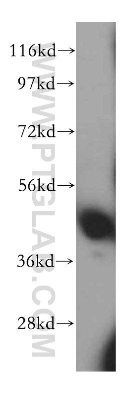 Western Blot (WB) analysis of mouse thymus tissue using TRIB2 Polyclonal antibody (15359-1-AP)