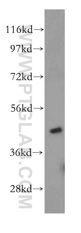 Western Blot (WB) analysis of K-562 cells using TRIB2 Polyclonal antibody (15359-1-AP)
