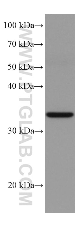 Western Blot (WB) analysis of A549 cells using TRIB2 Monoclonal antibody (67171-1-Ig)