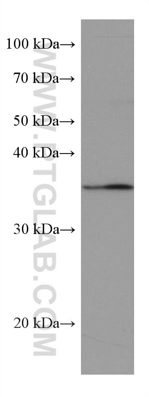 Western Blot (WB) analysis of U-937 cells using TRIB2 Monoclonal antibody (67171-1-Ig)