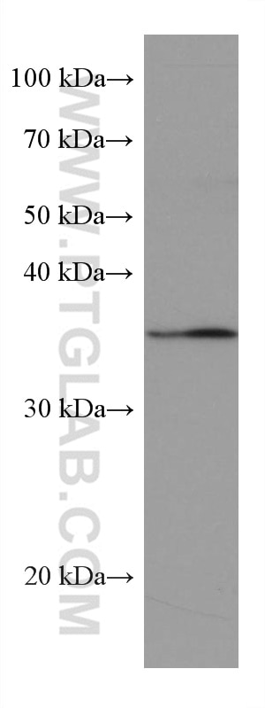 WB analysis of U-937 using 67171-1-Ig