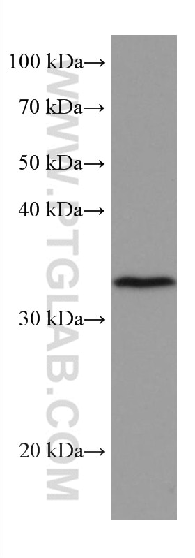Western Blot (WB) analysis of RAW 264.7 cells using TRIB2 Monoclonal antibody (67171-1-Ig)