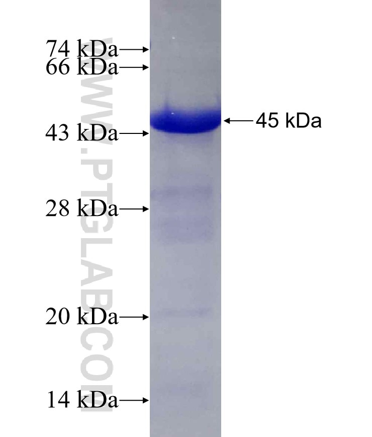 TRIB2 fusion protein Ag7501 SDS-PAGE