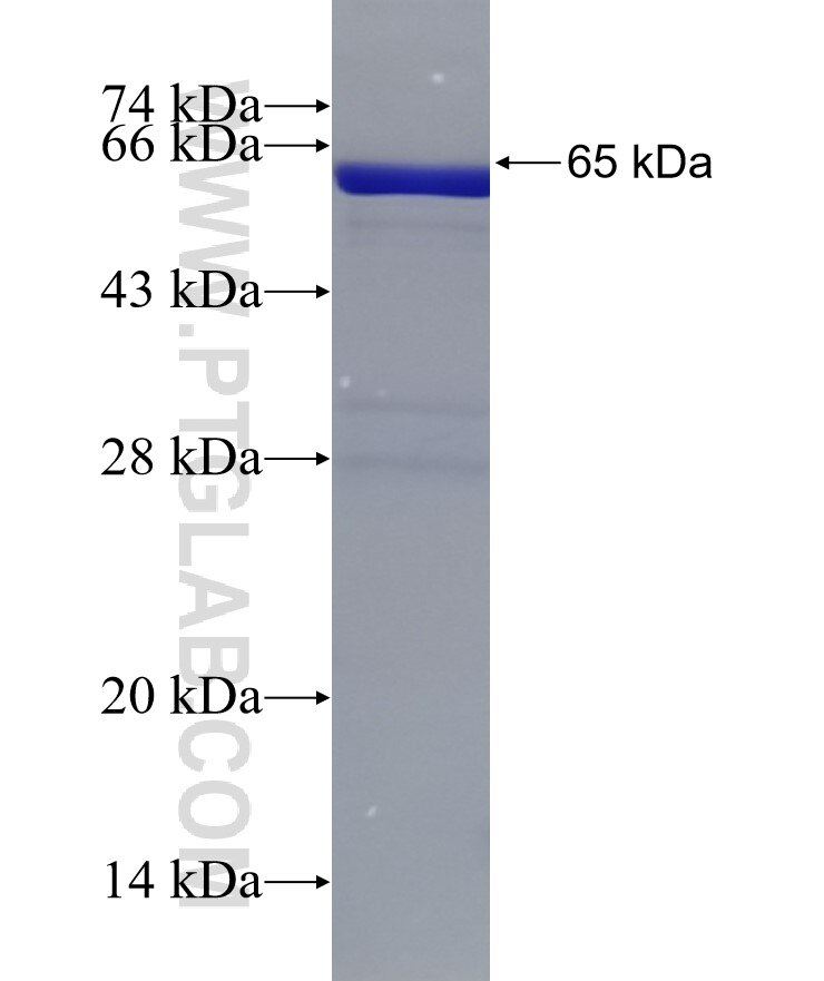 TRIB2 fusion protein Ag7605 SDS-PAGE