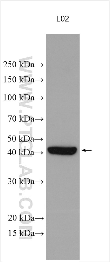 Western Blot (WB) analysis of various lysates using TRIB3 Polyclonal antibody (13300-1-AP)