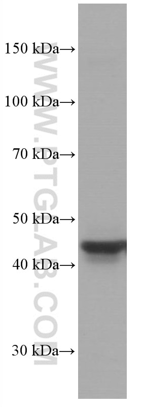 Western Blot (WB) analysis of rat liver tissue using TRIB3 Monoclonal antibody (66702-1-Ig)