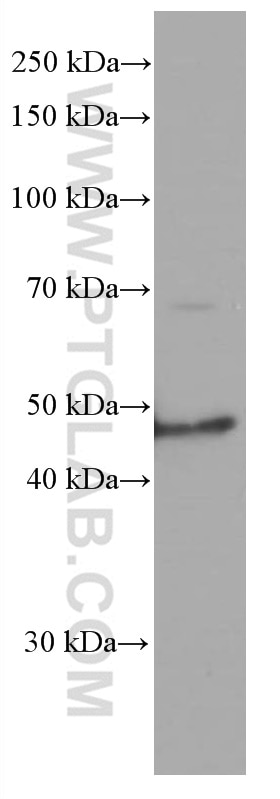 Western Blot (WB) analysis of DU 145 cells using TRIB3 Monoclonal antibody (66702-1-Ig)