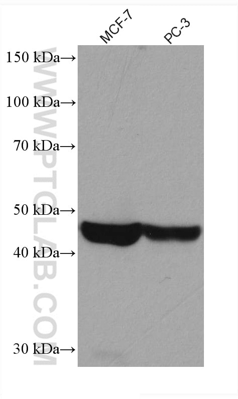 Western Blot (WB) analysis of various lysates using TRIB3 Monoclonal antibody (66702-1-Ig)