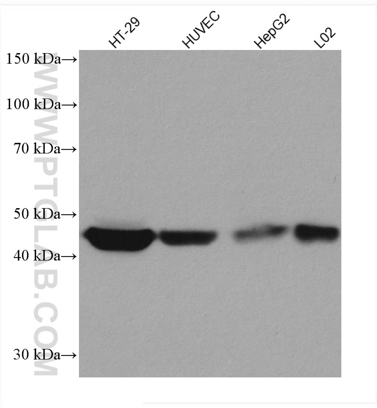 Western Blot (WB) analysis of various lysates using TRIB3 Monoclonal antibody (66702-1-Ig)