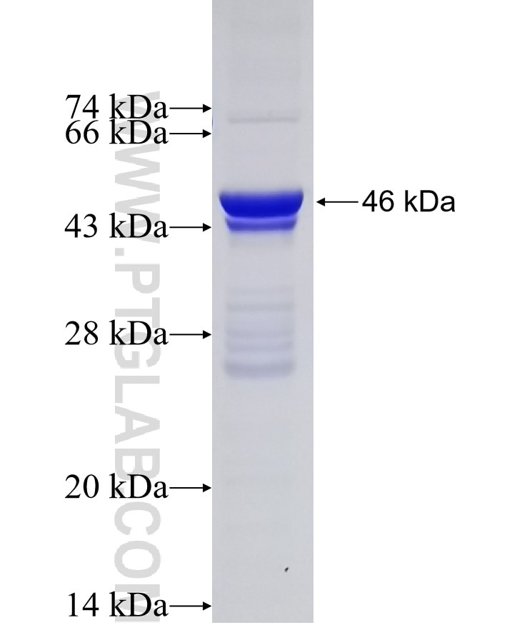 TRIB3 fusion protein Ag25776 SDS-PAGE
