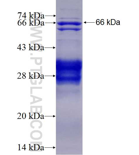 TRIB3 fusion protein Ag4085 SDS-PAGE