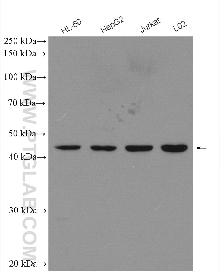 Western Blot (WB) analysis of various lysates using TRIM14 Polyclonal antibody (15742-1-AP)