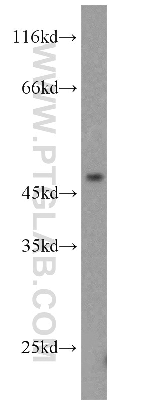 Western Blot (WB) analysis of L02 cells using TRIM14 Polyclonal antibody (15742-1-AP)