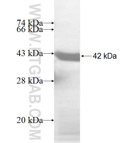 TRIM14 fusion protein Ag8158 SDS-PAGE