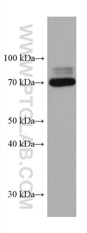 Western Blot (WB) analysis of pig brain tissue using TRIM2 Monoclonal antibody (67342-1-Ig)