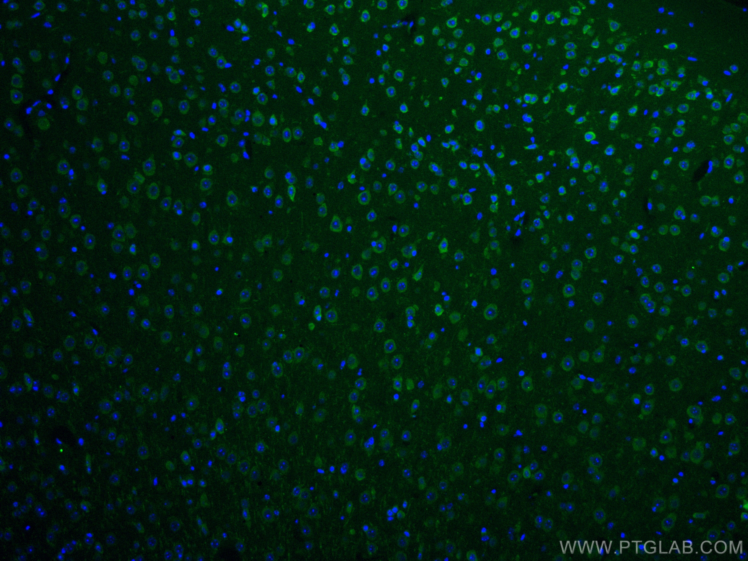 Immunofluorescence (IF) / fluorescent staining of mouse brain tissue using CoraLite® Plus 488-conjugated TRIM2 Monoclonal ant (CL488-67342)