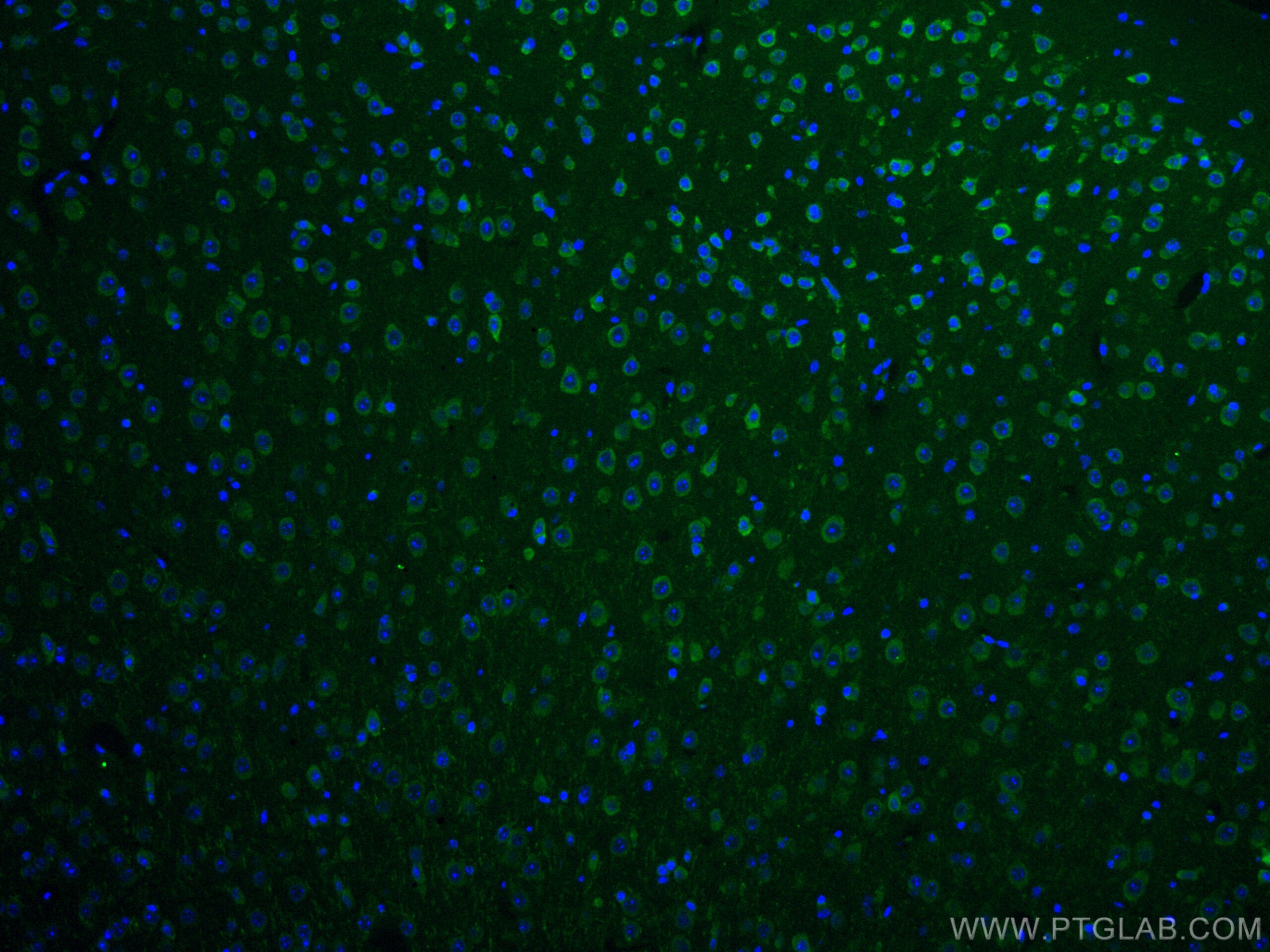 Immunofluorescence (IF) / fluorescent staining of mouse brain tissue using CoraLite® Plus 488-conjugated TRIM2 Monoclonal ant (CL488-67342)