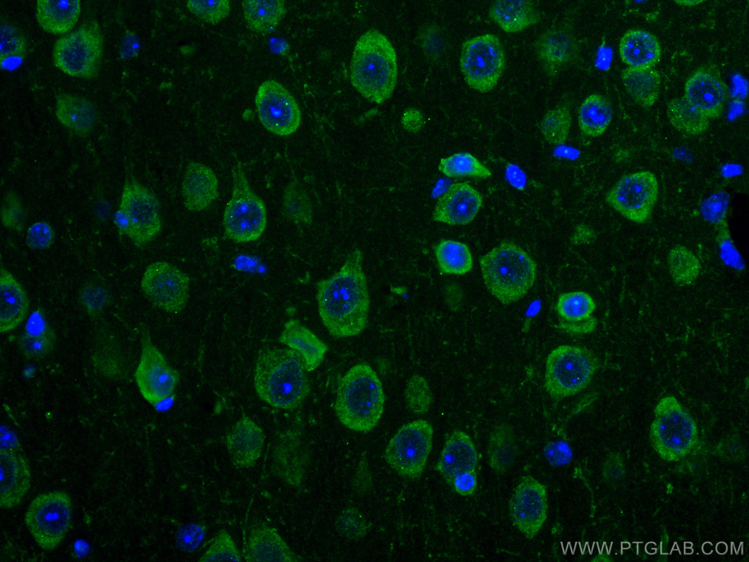 IF Staining of mouse brain using CL488-67342