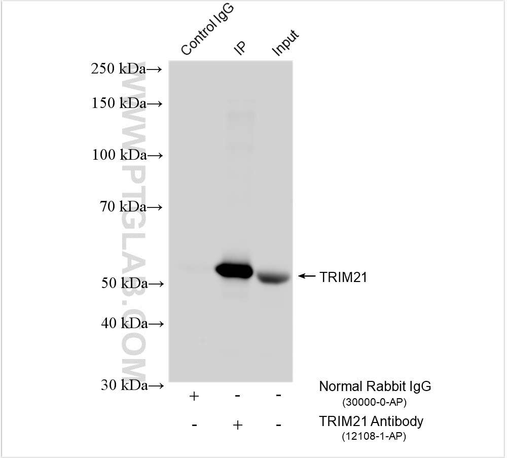Immunoprecipitation (IP) experiment of HT-29 cells using TRIM21 Polyclonal antibody (12108-1-AP)