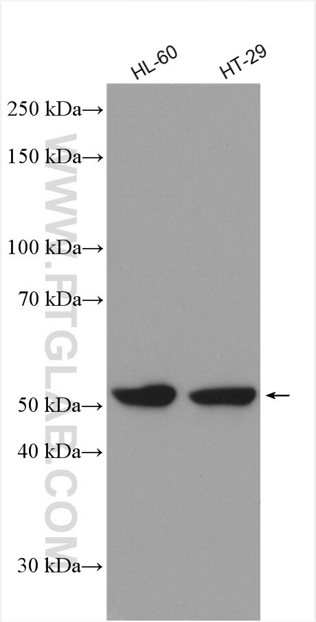 Western Blot (WB) analysis of various lysates using TRIM21 Polyclonal antibody (12108-1-AP)