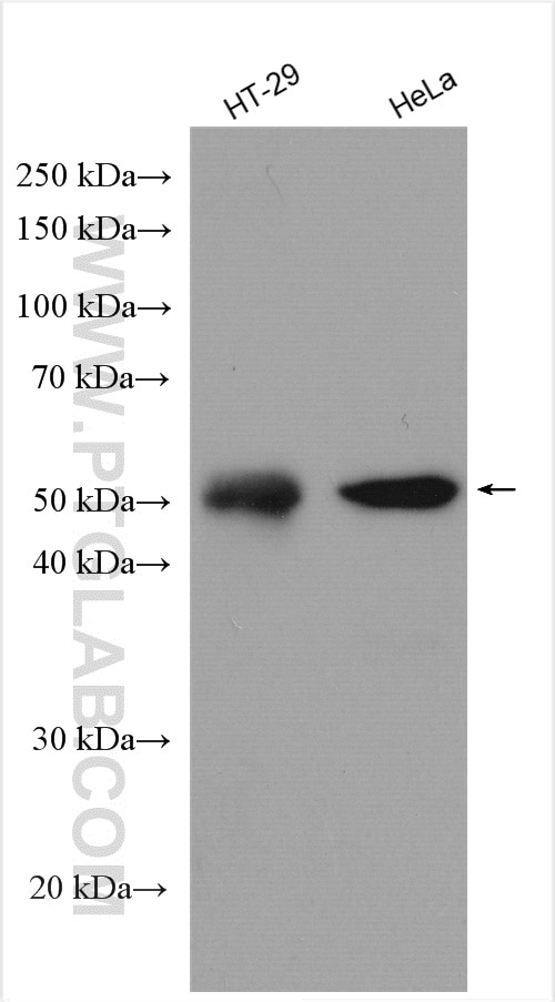 Western Blot (WB) analysis of various lysates using TRIM21 Polyclonal antibody (12108-1-AP)