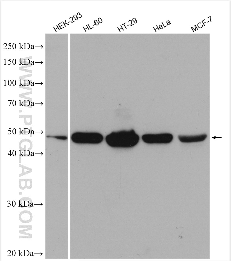 Western Blot (WB) analysis of various lysates using TRIM21 Polyclonal antibody (12108-1-AP)