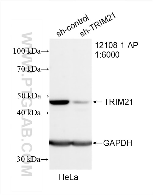 Western Blot (WB) analysis of HeLa cells using TRIM21 Polyclonal antibody (12108-1-AP)