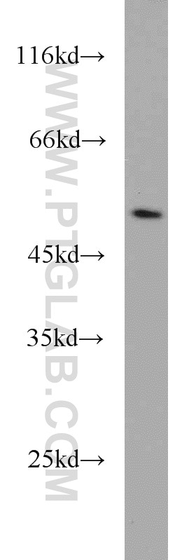 Western Blot (WB) analysis of HeLa cells using TRIM21 Polyclonal antibody (12108-1-AP)