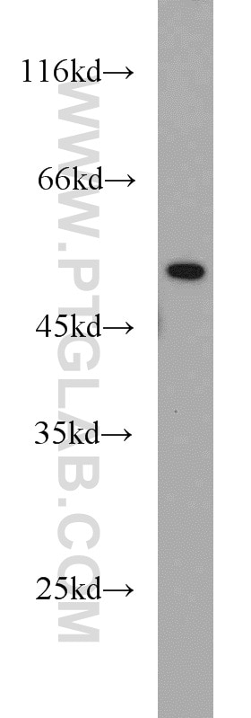 Western Blot (WB) analysis of HT-1080 cells using TRIM21 Polyclonal antibody (12108-1-AP)