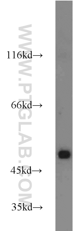 Western Blot (WB) analysis of HL-60 cells using TRIM21 Polyclonal antibody (12108-1-AP)