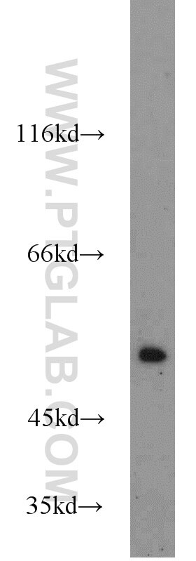 Western Blot (WB) analysis of A549 cells using TRIM21 Polyclonal antibody (12108-1-AP)