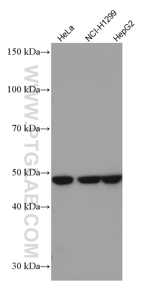 Western Blot (WB) analysis of various lysates using TRIM21 Monoclonal antibody (67136-1-Ig)