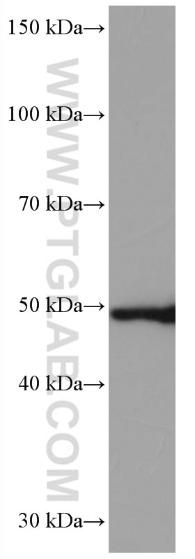 Western Blot (WB) analysis of Jurkat cells using TRIM21 Monoclonal antibody (67136-1-Ig)