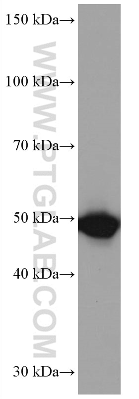 Western Blot (WB) analysis of HL-60 cells using TRIM21 Monoclonal antibody (67136-1-Ig)