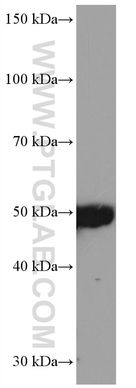 Western Blot (WB) analysis of HSC-T6 cells using TRIM21 Monoclonal antibody (67136-1-Ig)