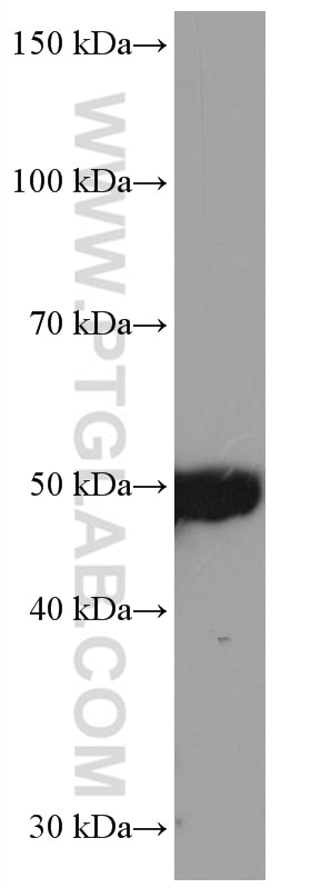 WB analysis of HSC-T6 using 67136-1-Ig