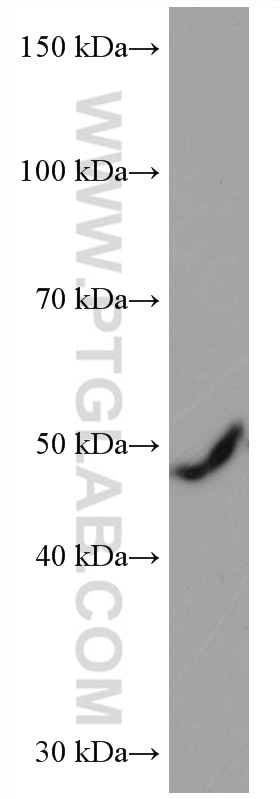 Western Blot (WB) analysis of NIH/3T3 cells using TRIM21 Monoclonal antibody (67136-1-Ig)